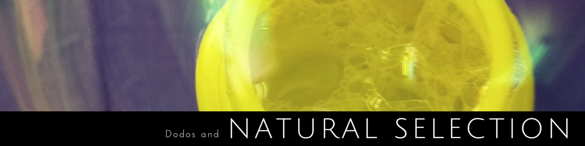 natural selection and dodos